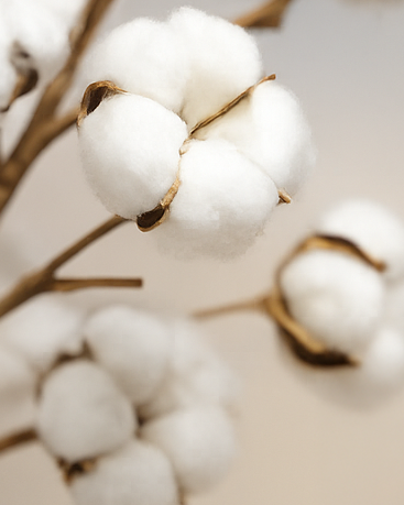 Twin Bed Set: 100% Egyptian Cotton + Lavender Coconut Soy Wax Candle