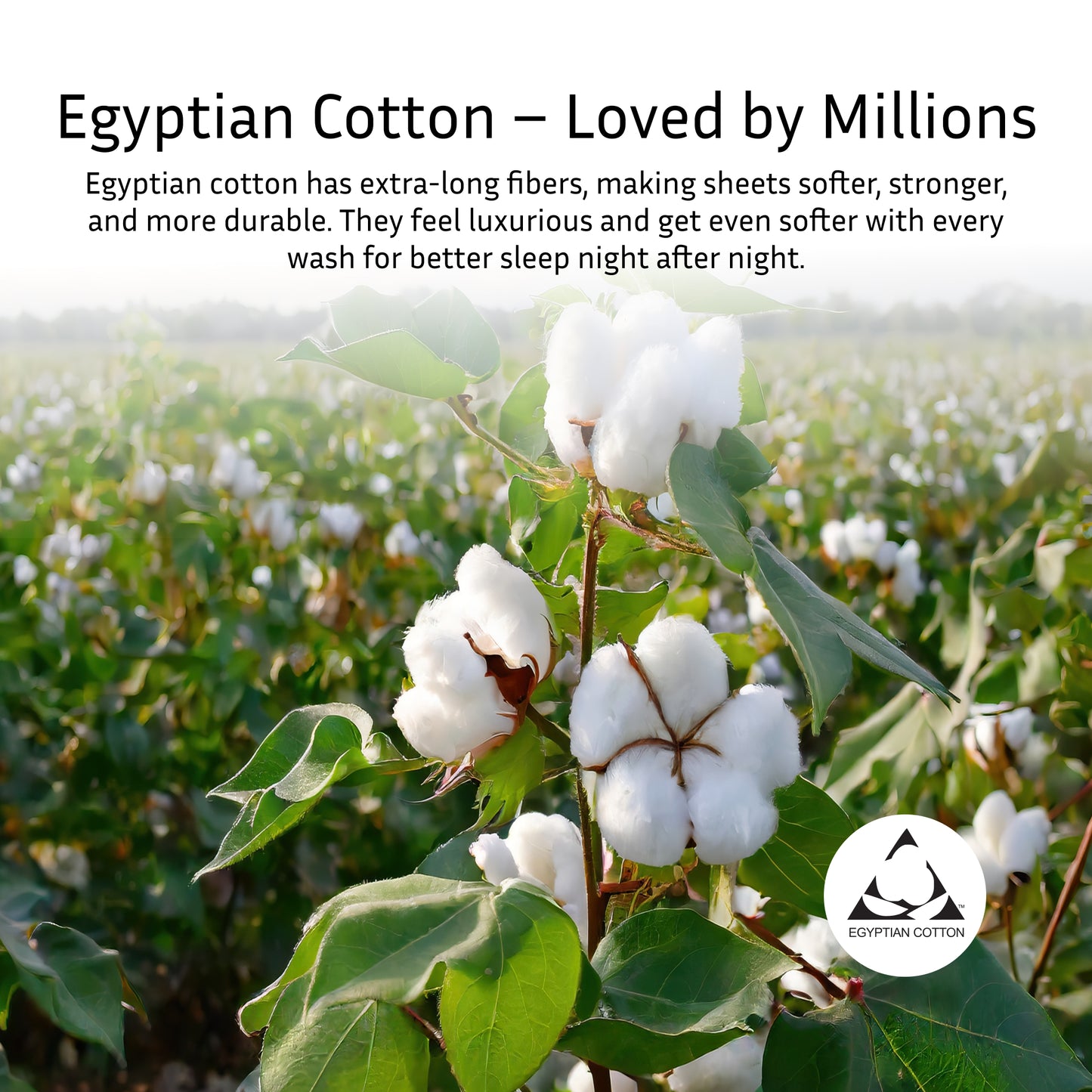 Luxury 100% Egyptian Cotton Queen Sheet Set – Pure White, 400 TC- Made in India